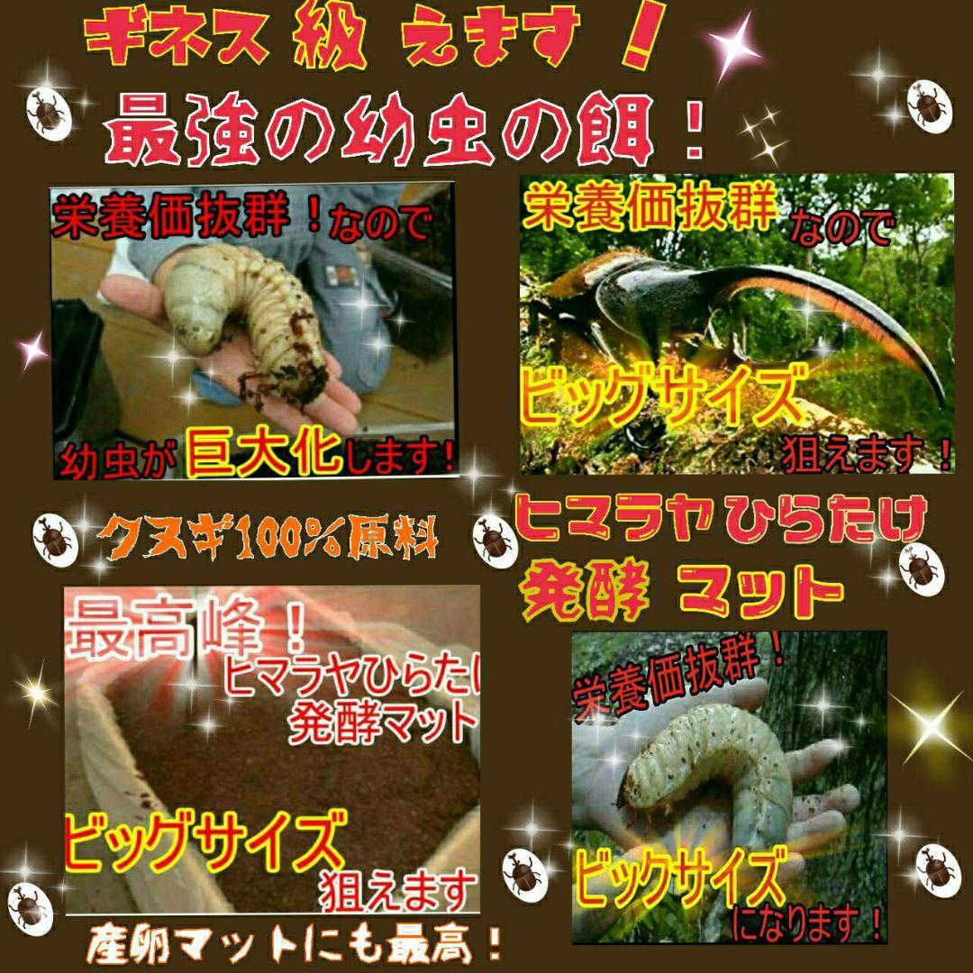 送料無料！カブトムシ幼虫の餌！栄養価抜群なので大きくなります！クワガタにも使える