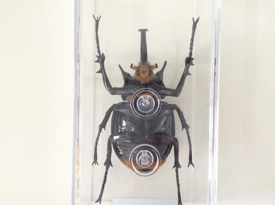 マルスゾウカブト カブトムシ 標本 全長約11.5cm 甲虫 昆虫 ビートル