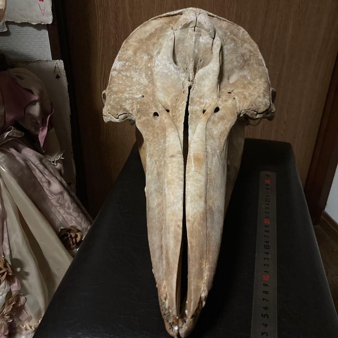 動物　頭骨 標本