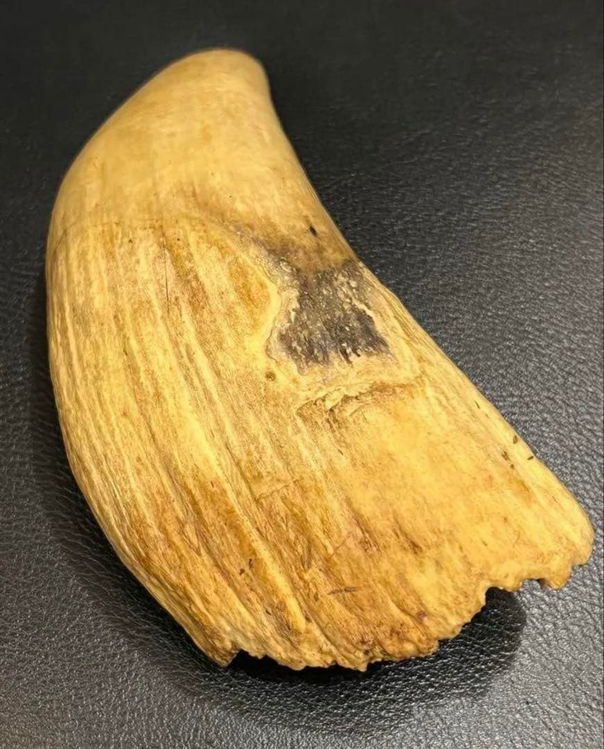 極上 抹香鯨 鯨歯 マッコウクジラの歯 彫刻材 根付