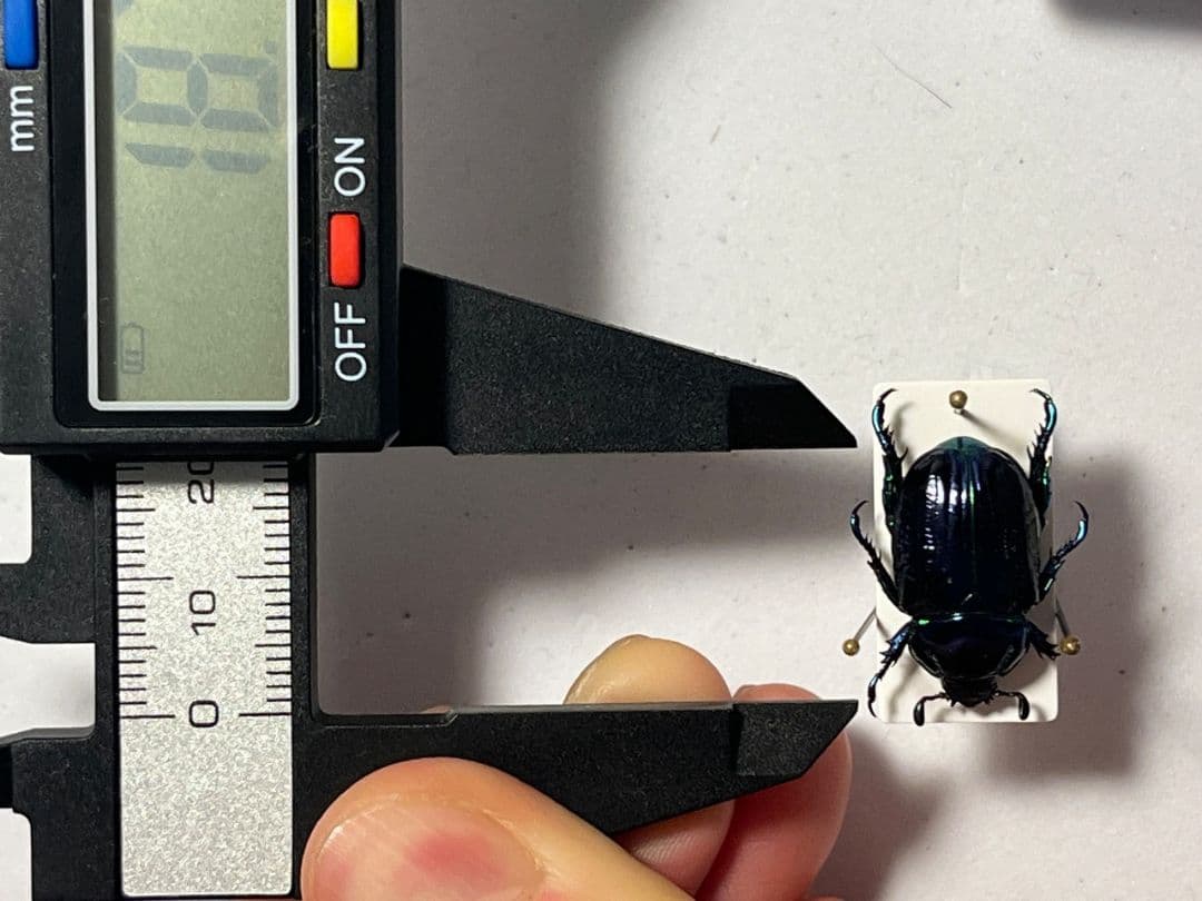 【18mm】Pelidnota sumptuosa プラチナコガネ コガネ標本