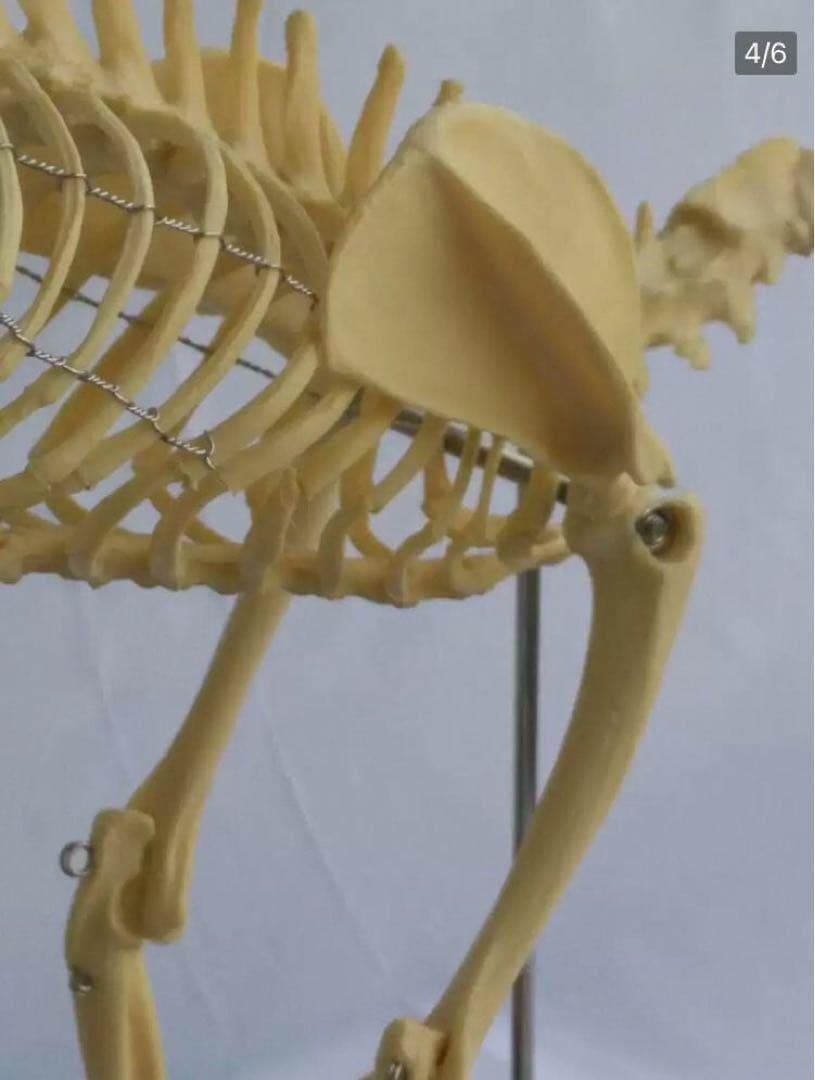 R*o様 猫全身骨格模型 解剖学標本 W47×L23×H32cm