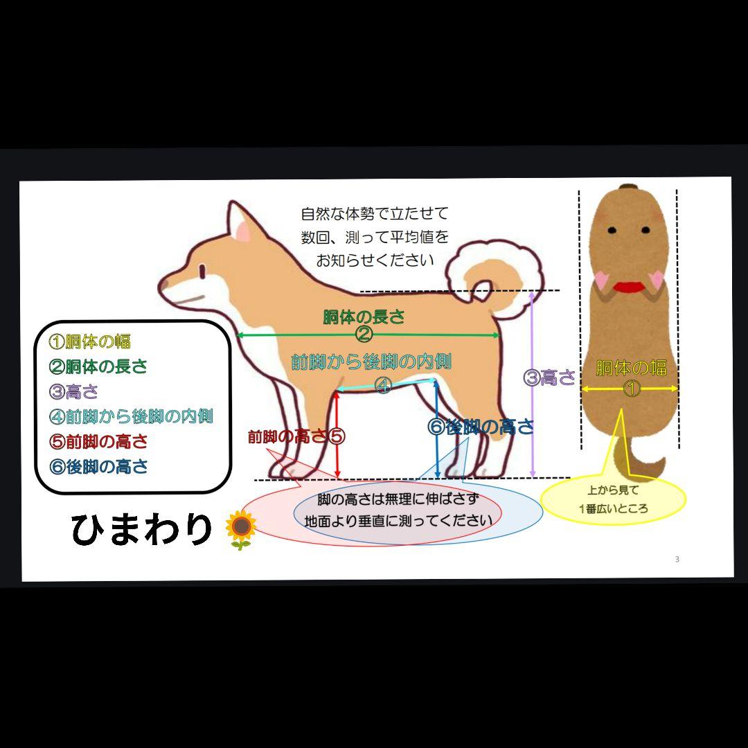 ミックス犬4輪　リハビリ　食事補助　犬用車椅子　シニア犬補助　犬の歩行器