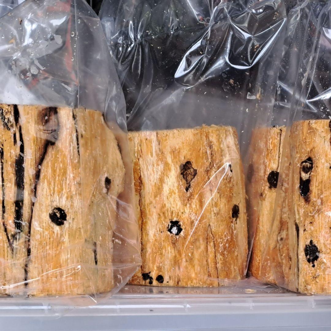 やふおく・BASE等では、飛ぶ様に売れております。バクテリア材 難産種にどうぞ。