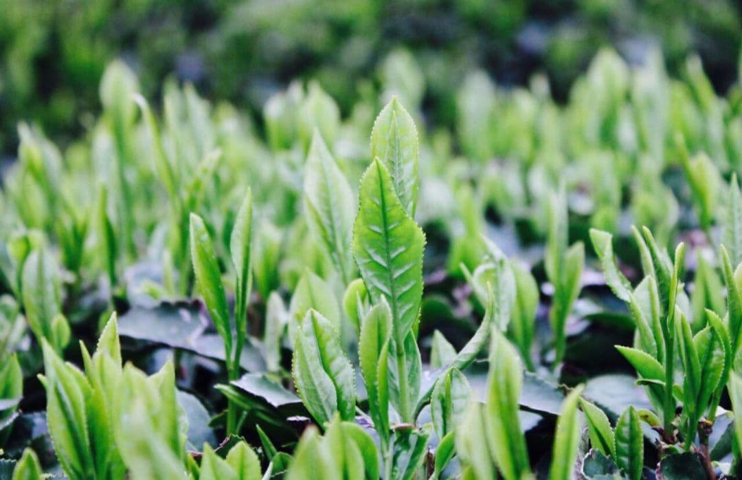 山政小山園　抹茶　槇の白(まきのしろ)３００ｇ缶　特選茶筅百本立２個　抹茶セット