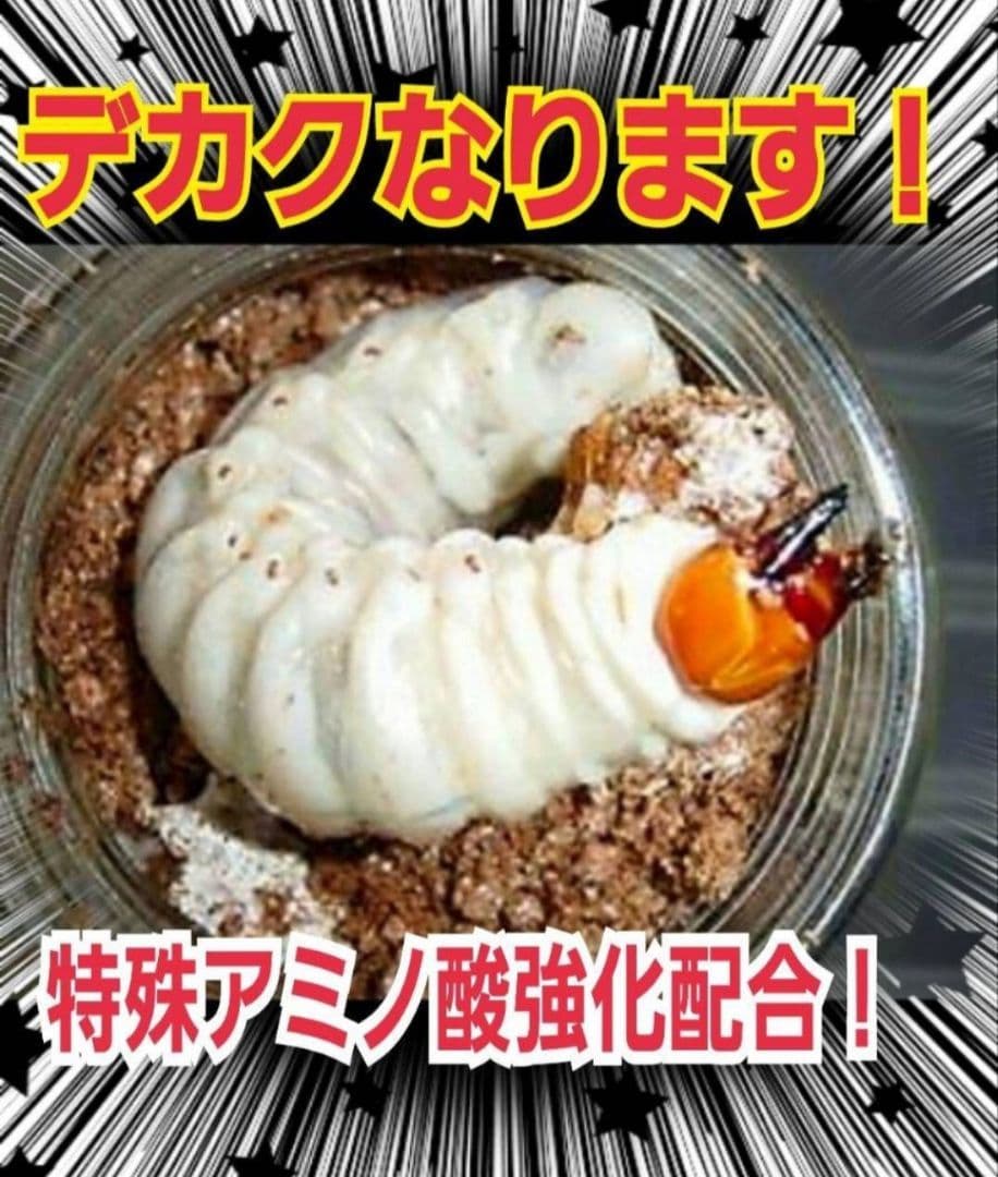 極上！ヒマラヤひらたけ菌糸瓶　特大1500ml【5本セット】トレハロース強化配合