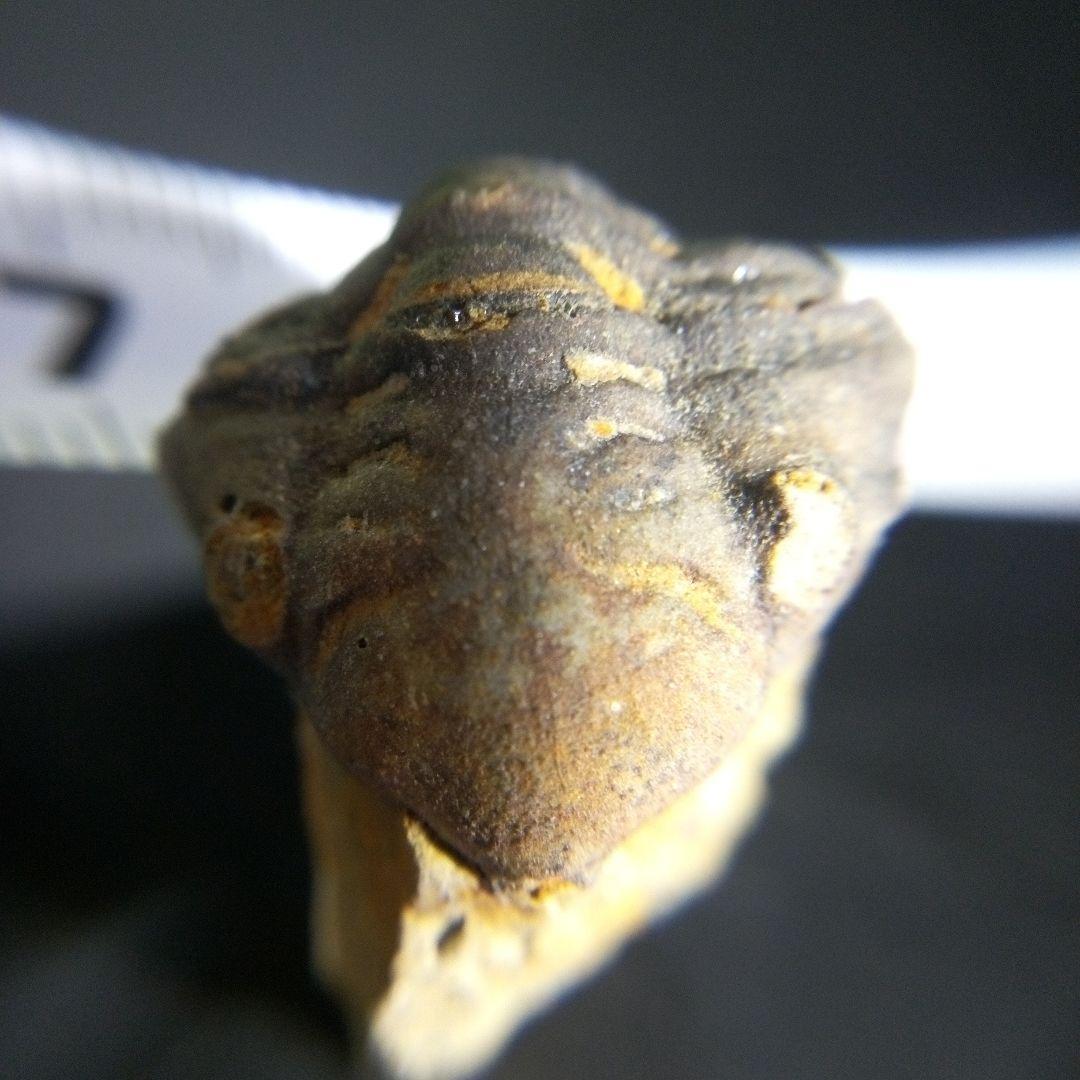 三葉虫　化石　fossil　海　ボリビア産　trilobite　海生動物判別⑪
