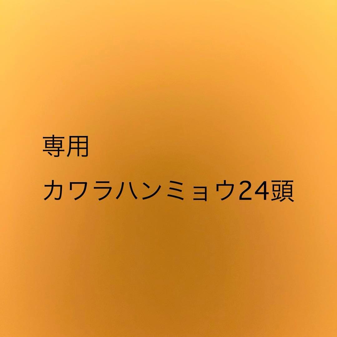 標本　専用