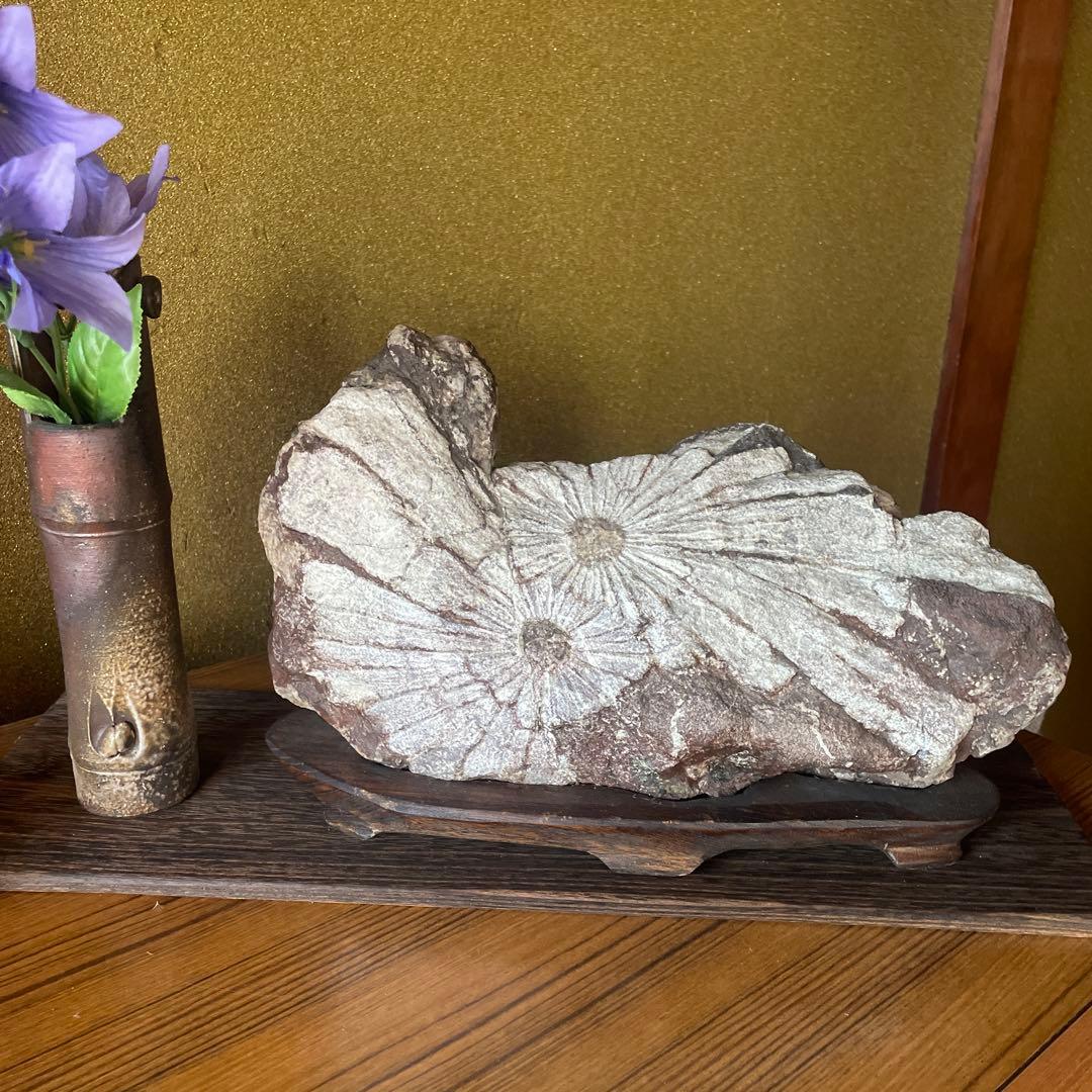 菊花石