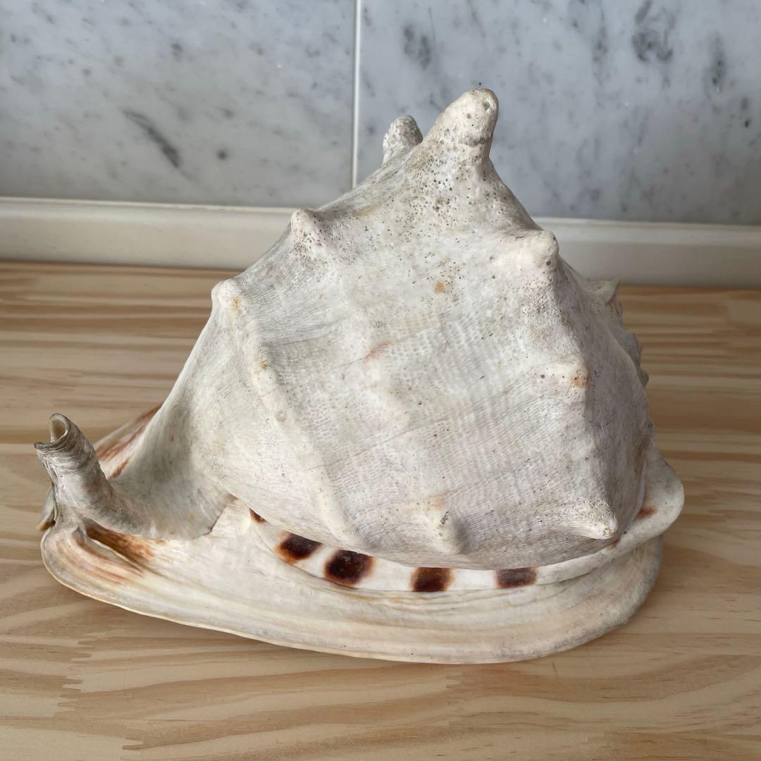 ☆美品•レア☆法螺貝•オブジェ置物/重量2.3kg☆