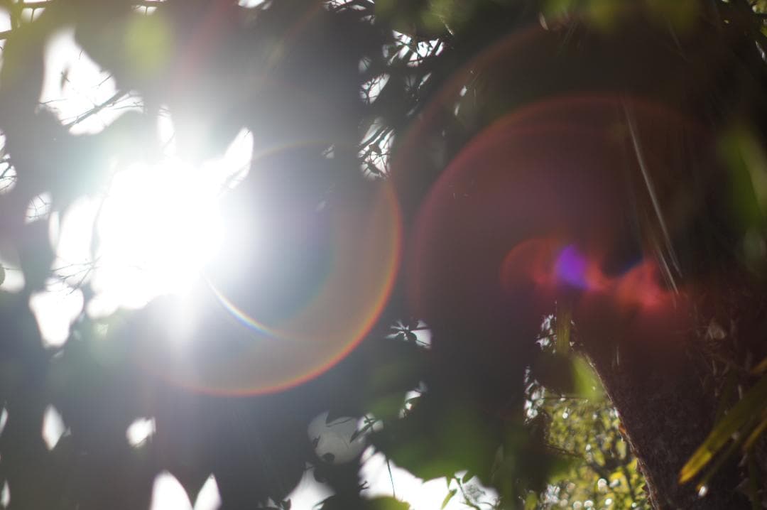 極美フレア✨ 作例有 PENTAX スーパータクマー 55mm f1.8 後期