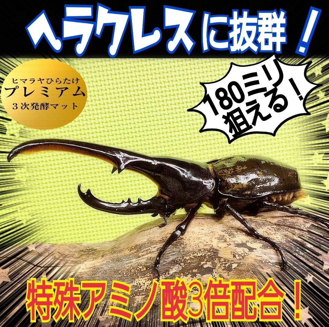 極上☆ギネス狙いに！プレミアム3次発酵カブトムシマット【6袋】特殊アミノ酸強化
