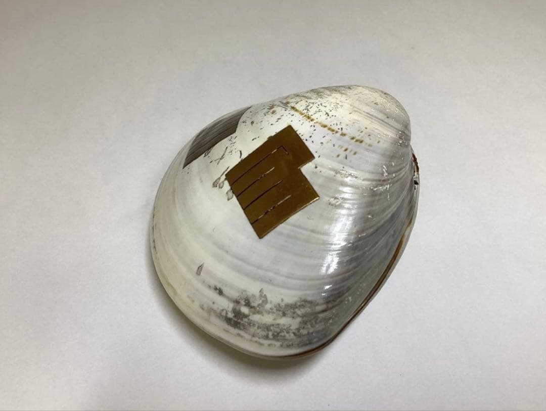 香合 蛤 源氏香 輪島塗 川原秀 木箱入 茶道具 古物品
