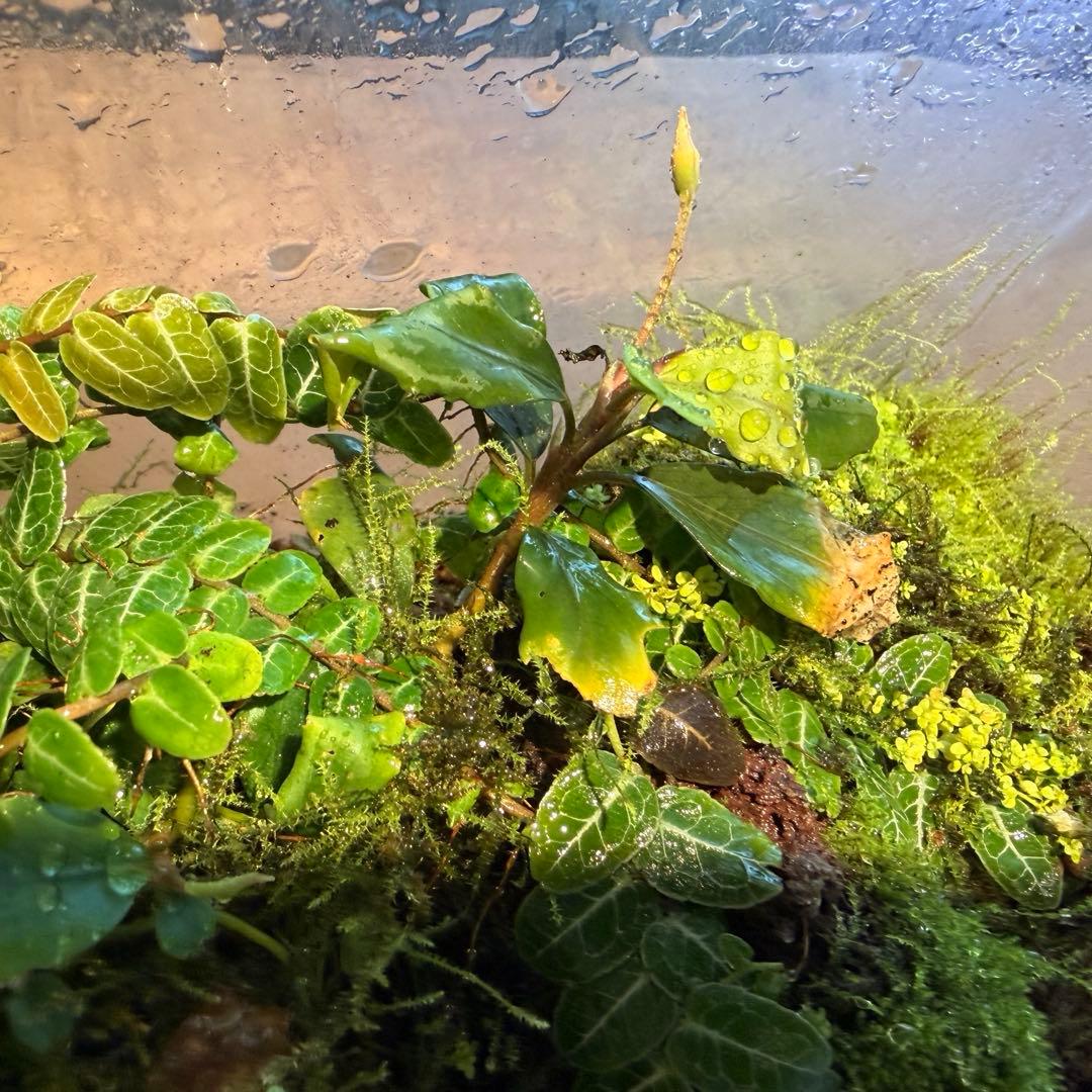 苔テラリウム　植物育成LED付