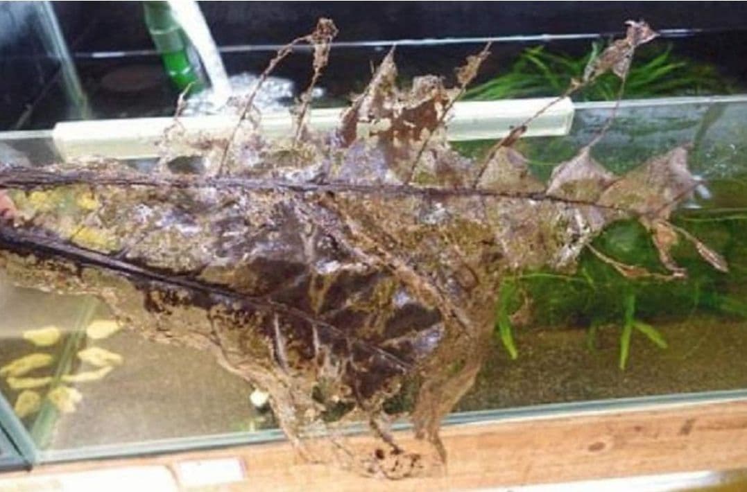 大小様々　無農薬マジックリーフ　天然ももたまな葉　　1000枚