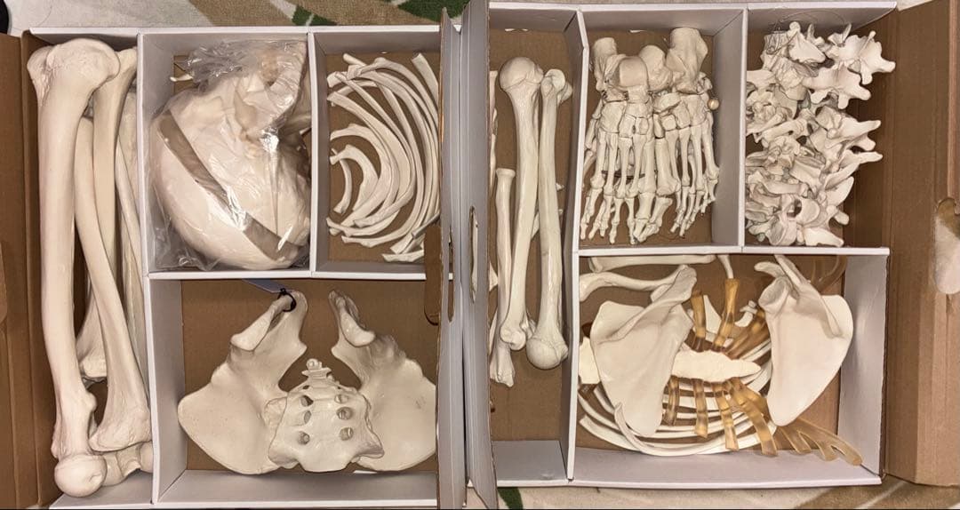 骨格分離モデル（全身） - 3B Smart Anatomy