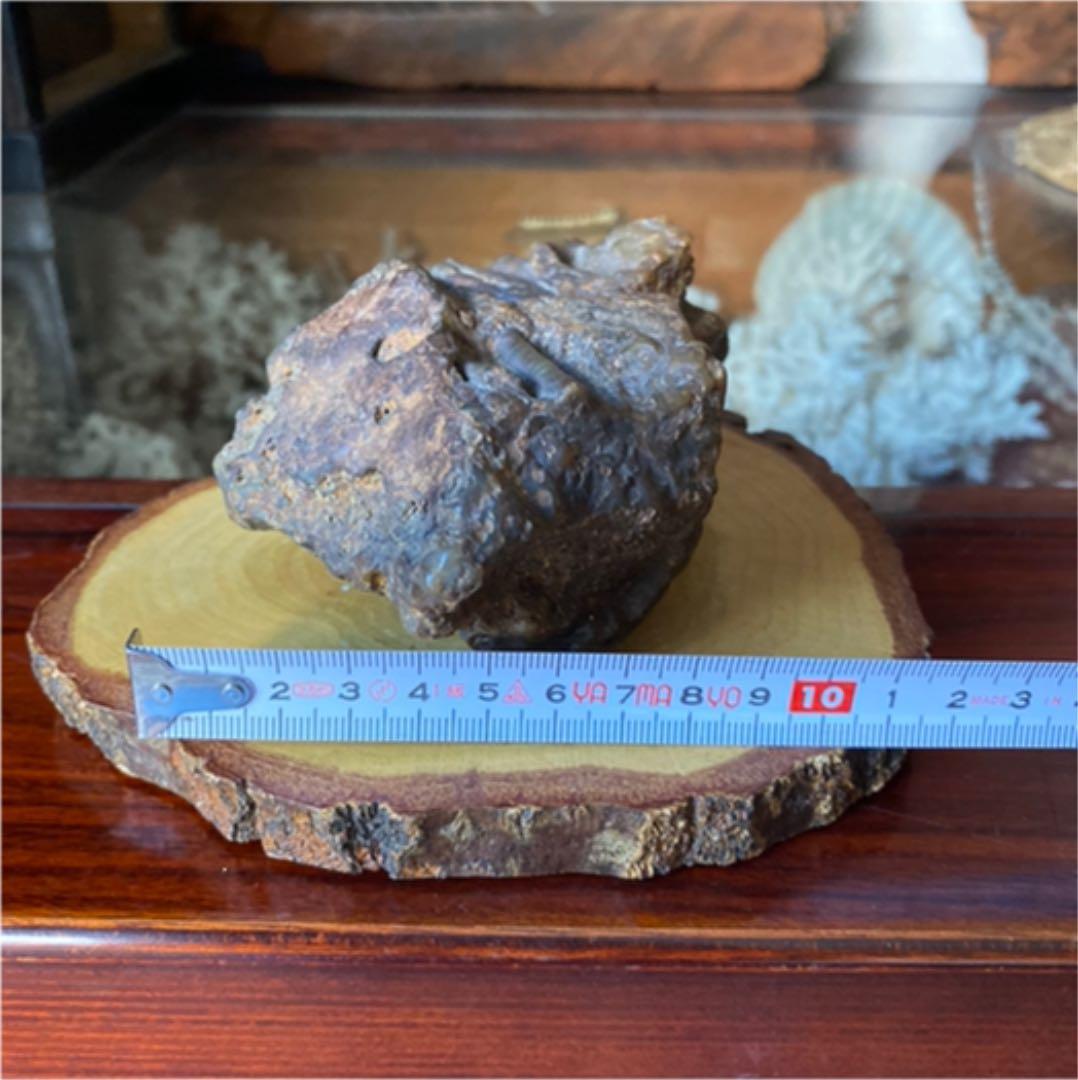 鑑賞石　化石