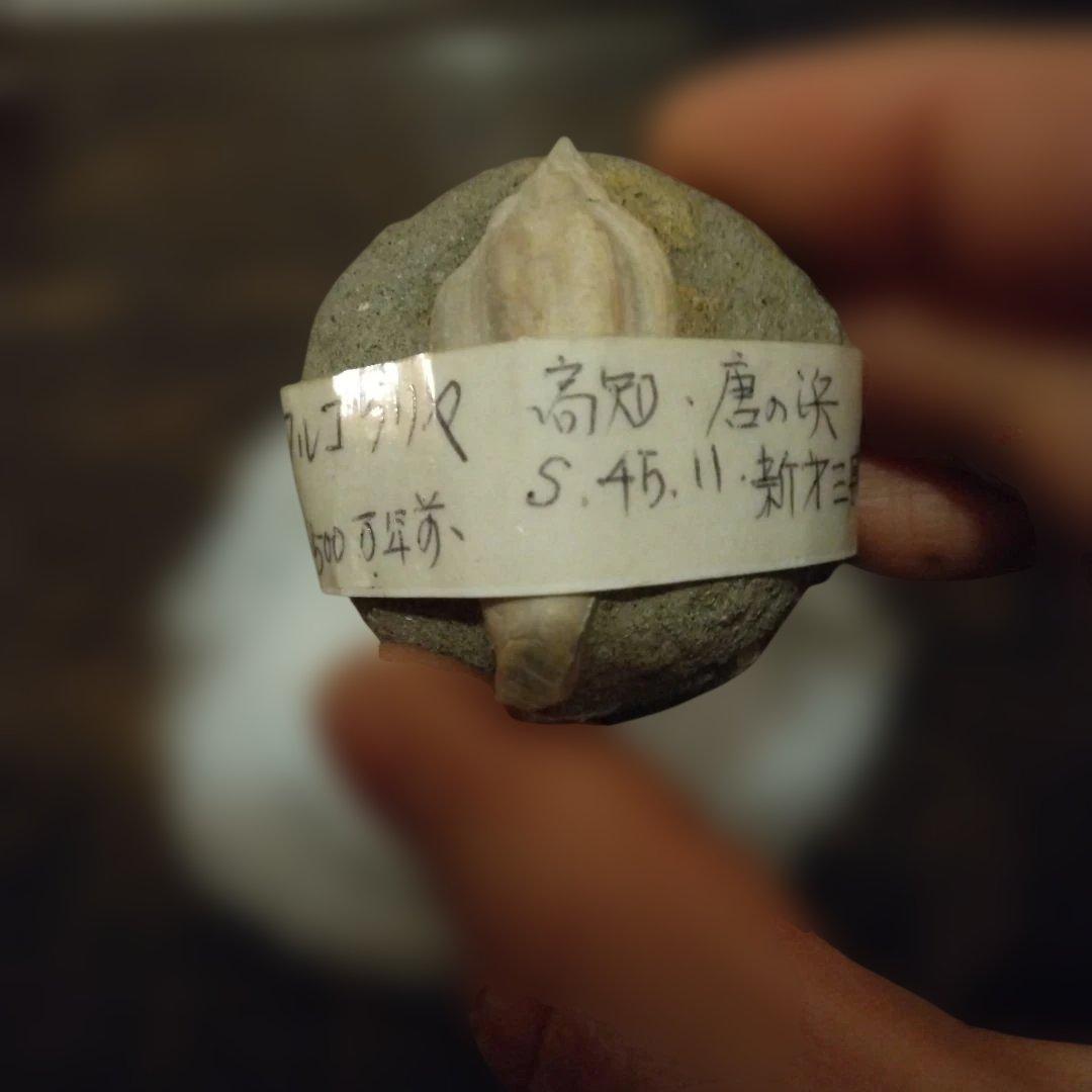 美術 デッサン用 極美品 Fulgoraria化石 500万年前 高知産