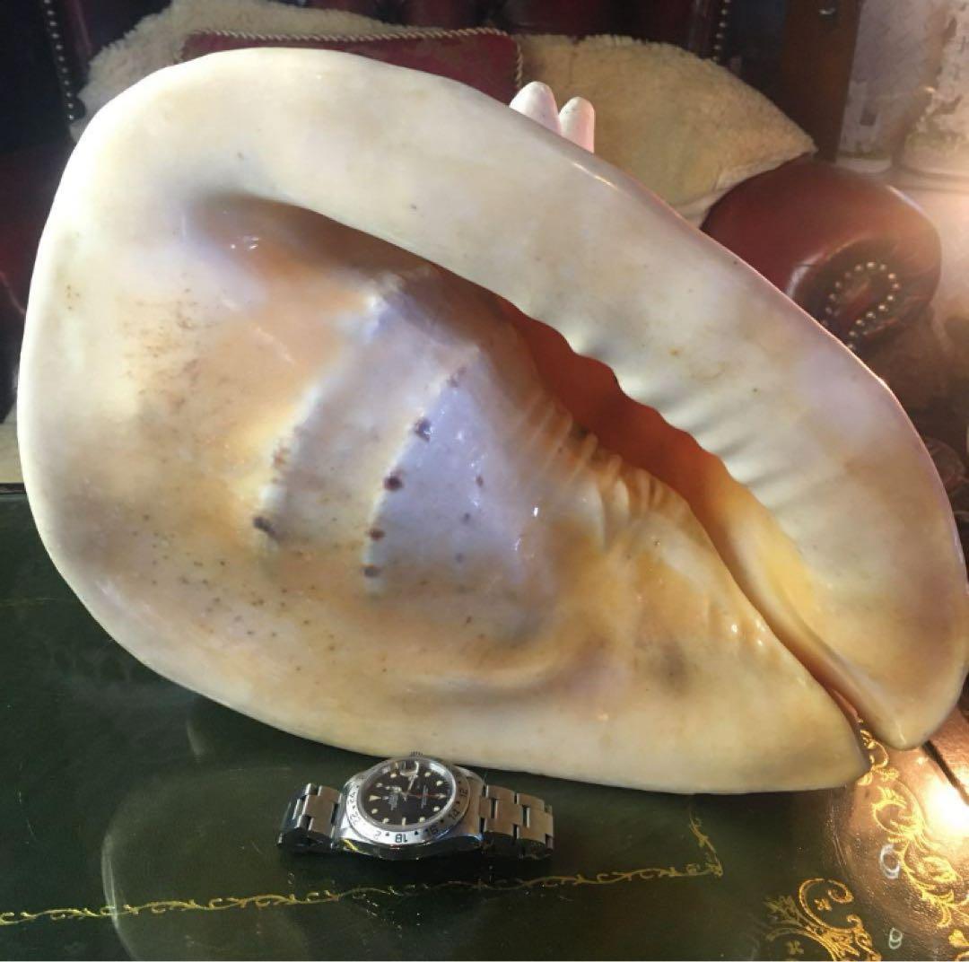 湯布院アンティーク 希少トウカムリカイ 310ｍｍ超特大標本 奄美大島産 カメオ