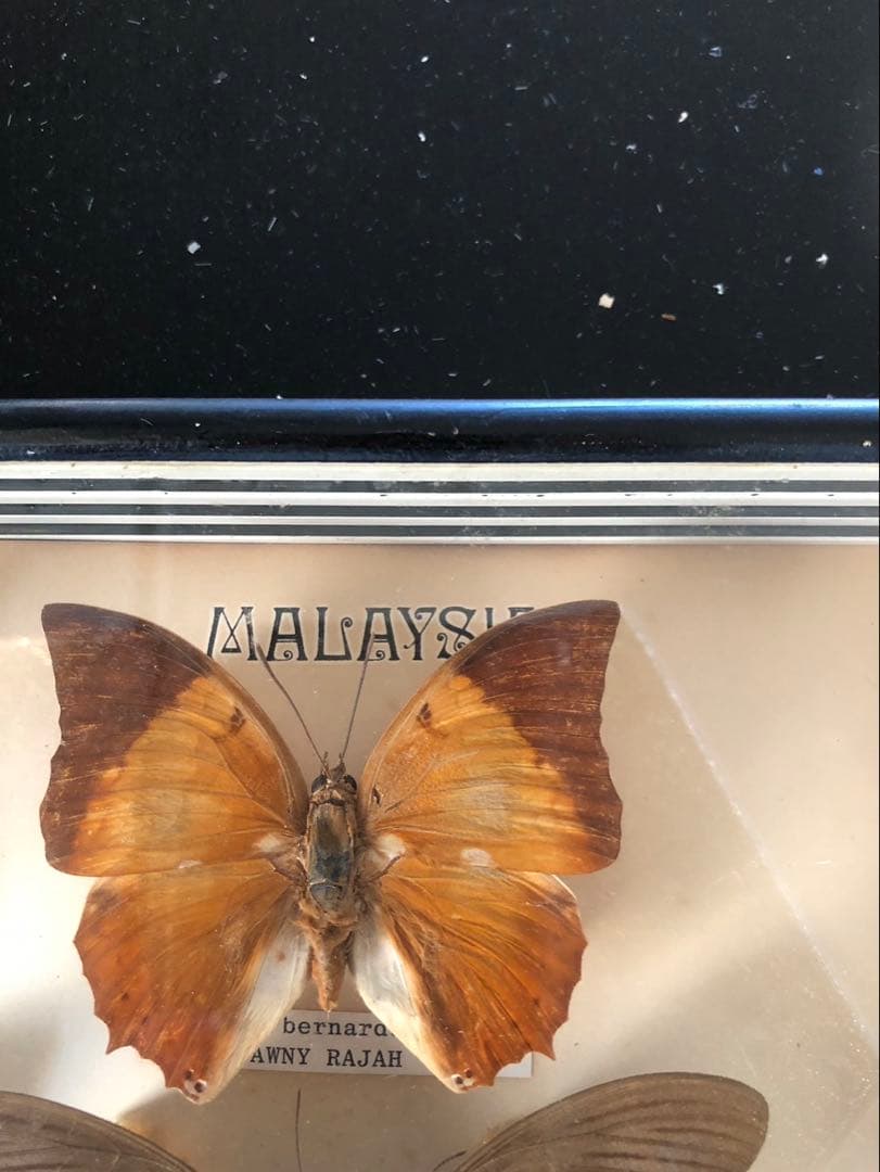 値下げ‼️蝶の標本 15種 Papillon製