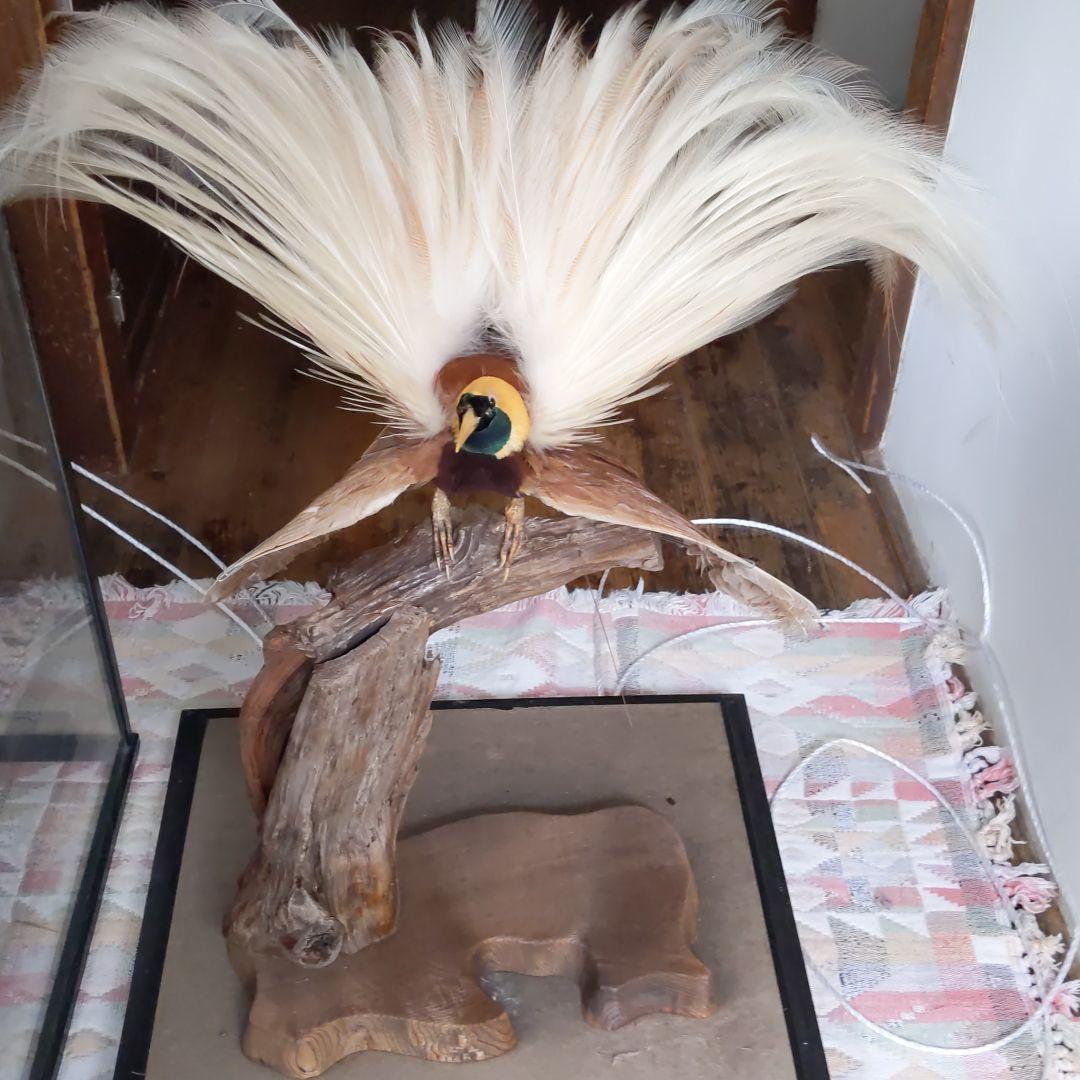 極楽鳥、王風