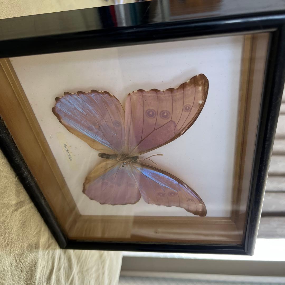 Morpho didius 標本