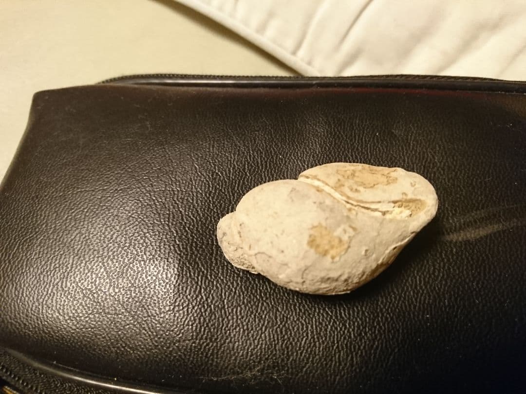 化石