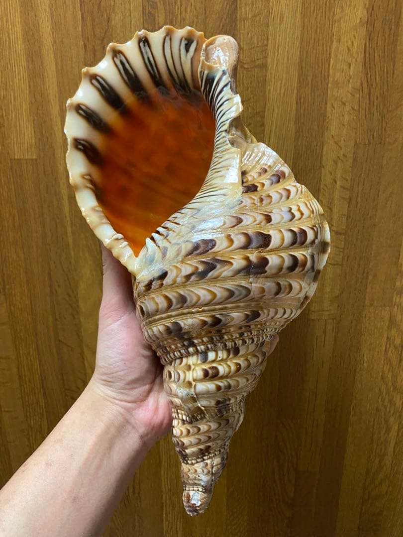 法螺貝　ホラ貝　36cm 650g