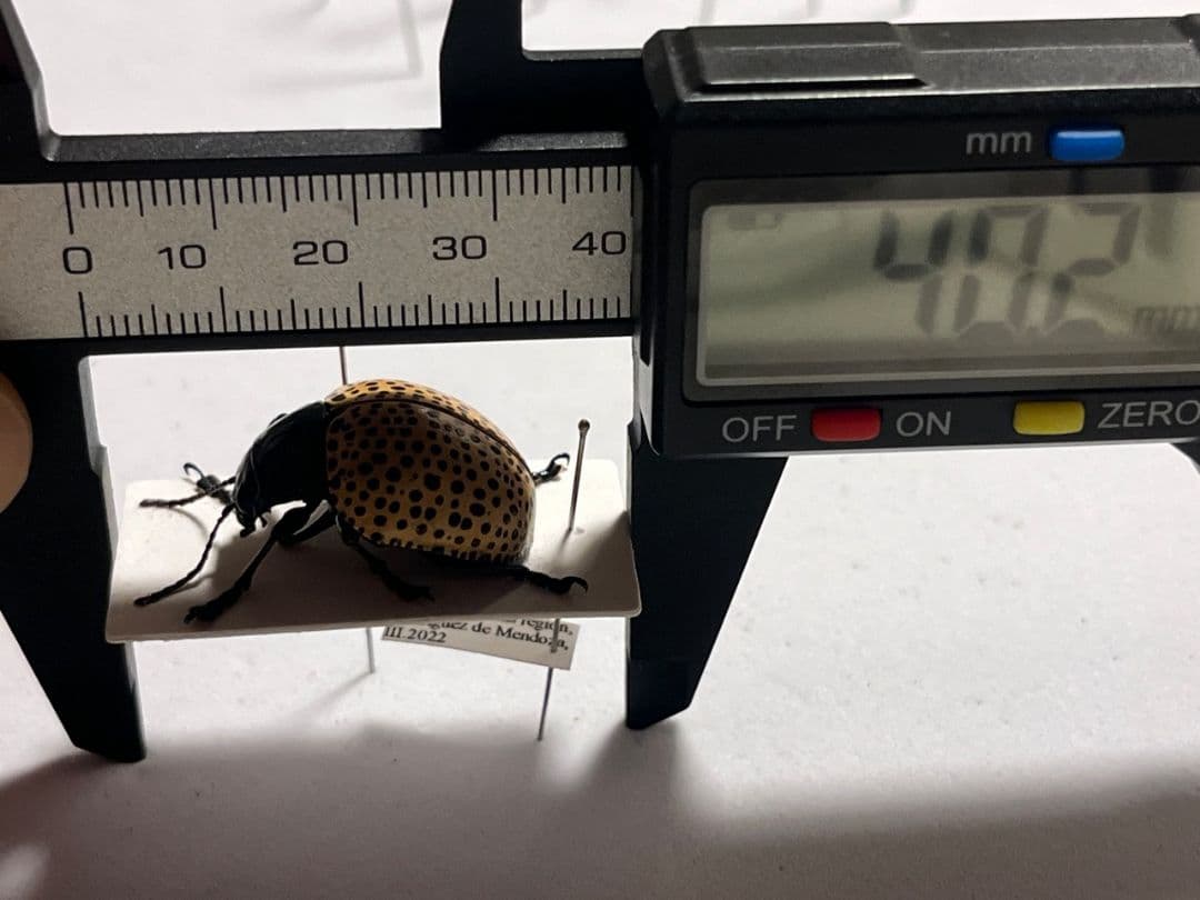 【真作】ミズタマズングリハムシ 草間彌生 作品 昆虫標本 キノコムシ ハムシ