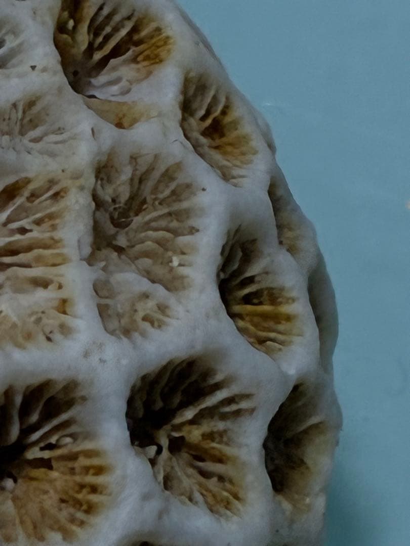 サンゴの化石 手のひらサイズ