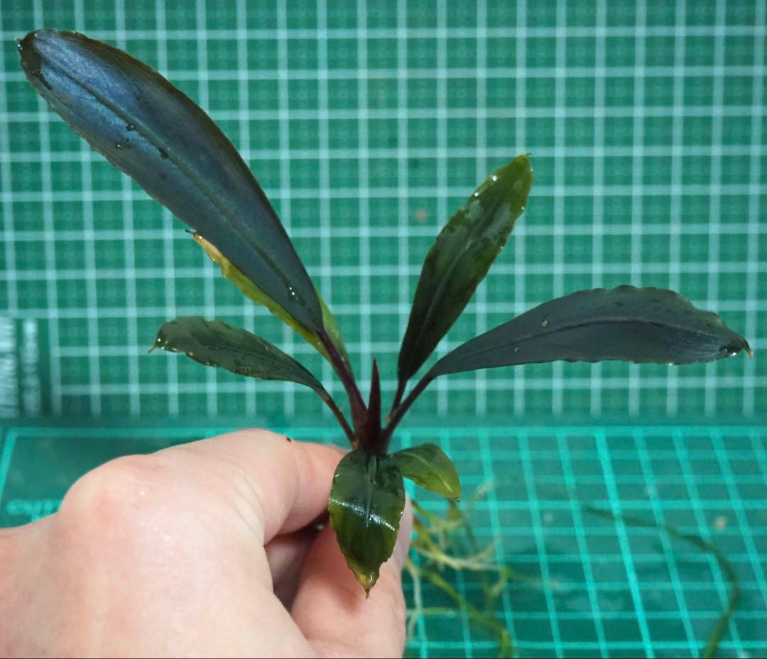 Bucephalandra sp\