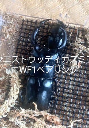 やふおく・BASE等では、大変良く売れています。バクテリア材 難産種にどうぞ。壱