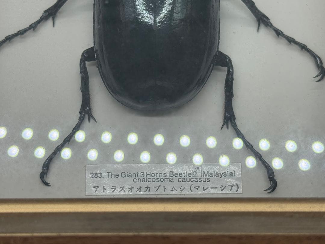 カブトムシ　昆虫標本　額装　送料込み251211