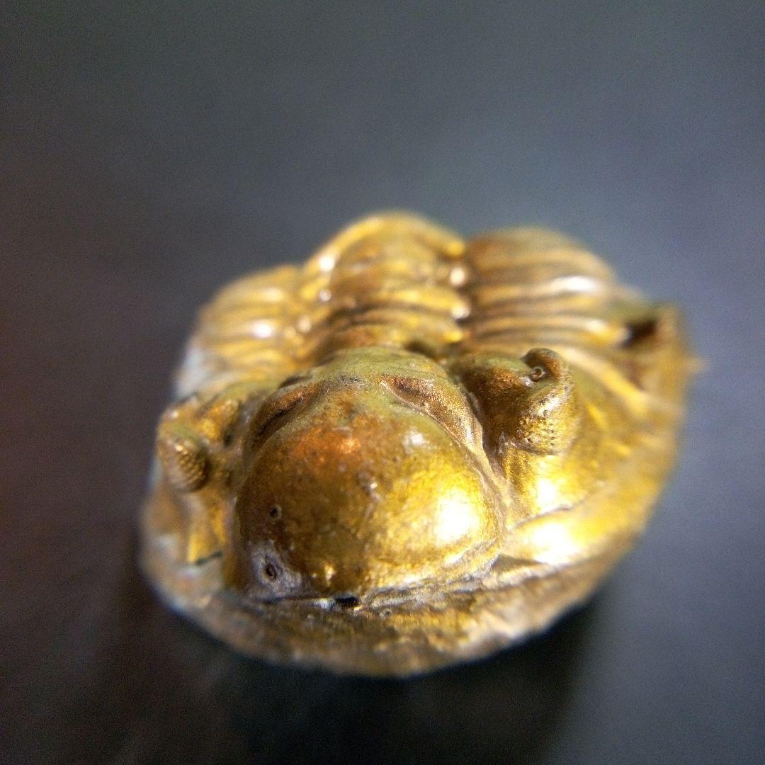 三葉虫　化石　fossil　ボリビア産　trilobite　南アメリカ化石郡①