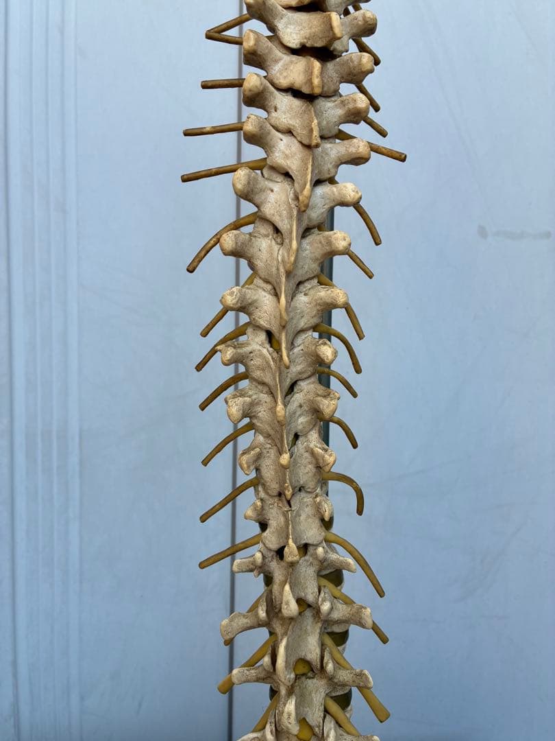 脊椎模型 約90cm