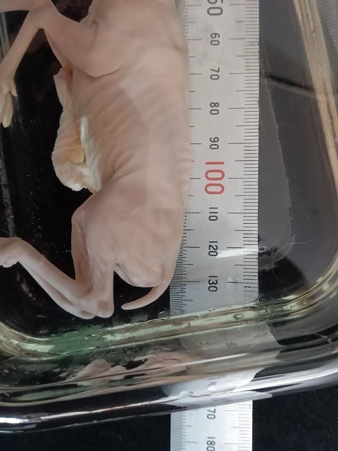 学術標本】種名ニホンジカ　胎児（♂）　エタノール浸漬標本　頭胴長約１３０ｍｍ