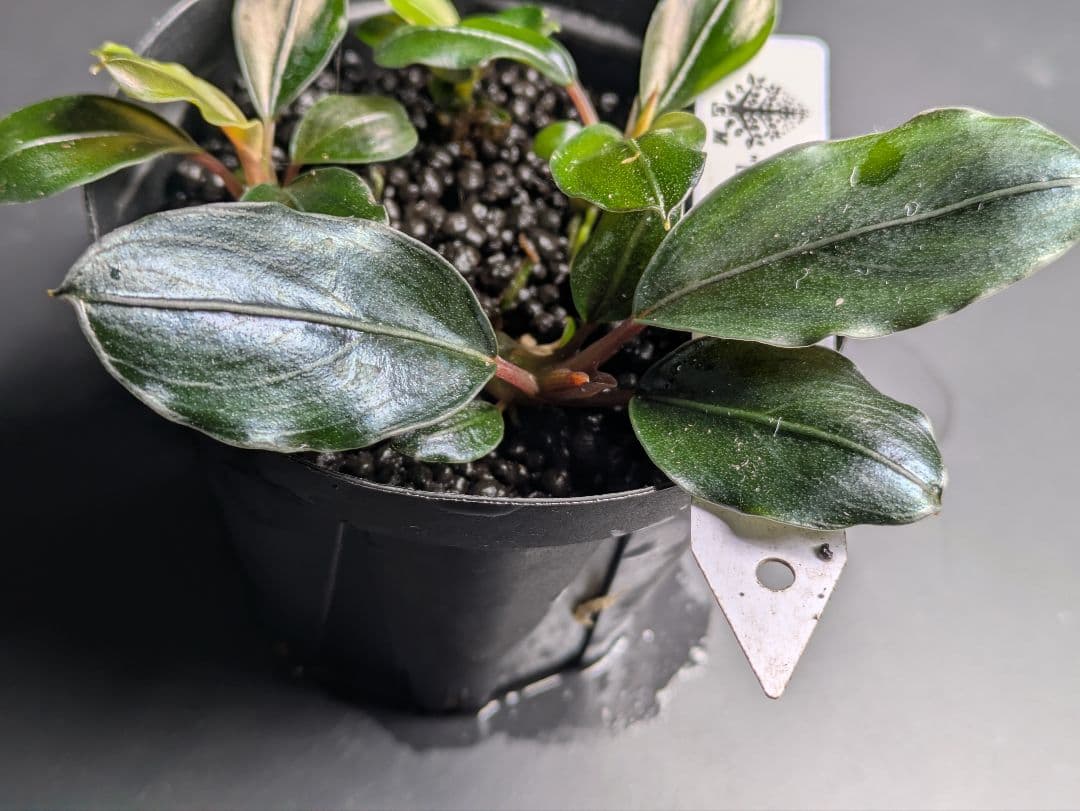 水草 Bucephalandra sp. Super Dark Blue