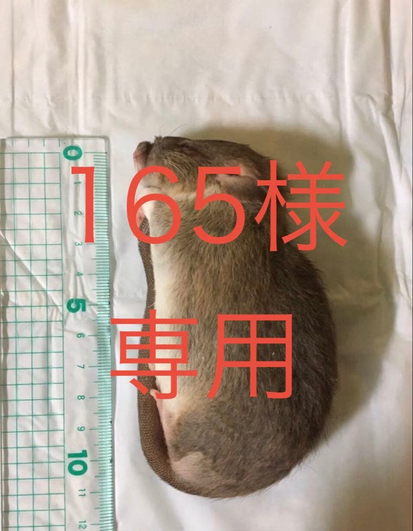 冷凍M100