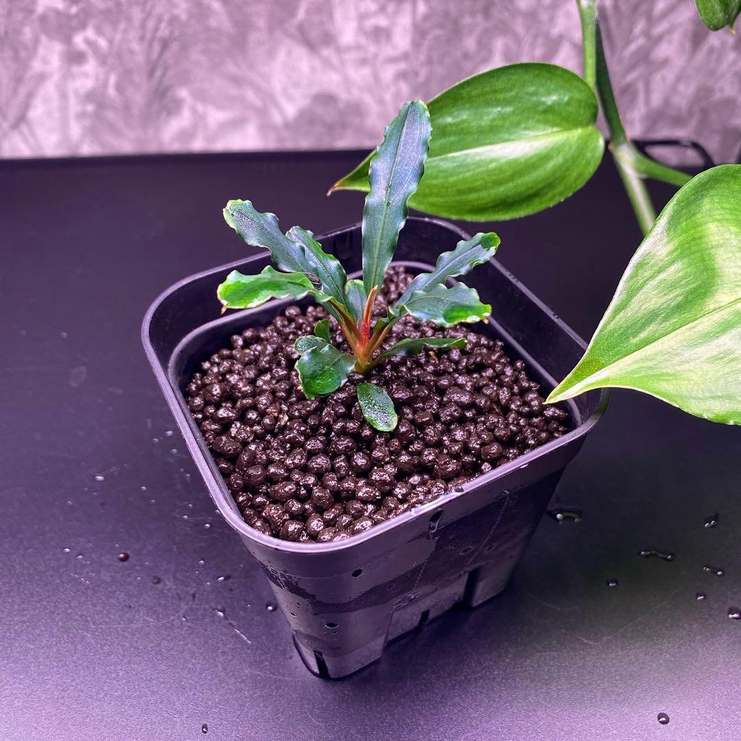 Bucephalandra sp.\