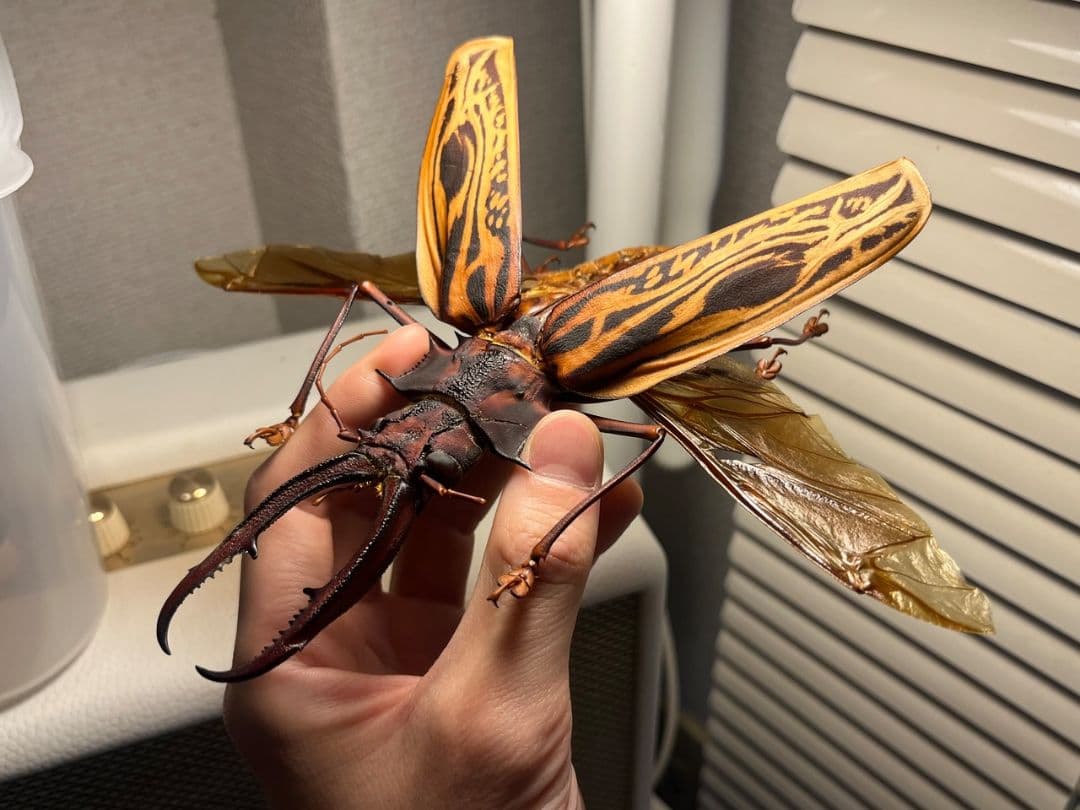 【開翅163mm】オオキバウスバカミキリ 標本 Macrodontia