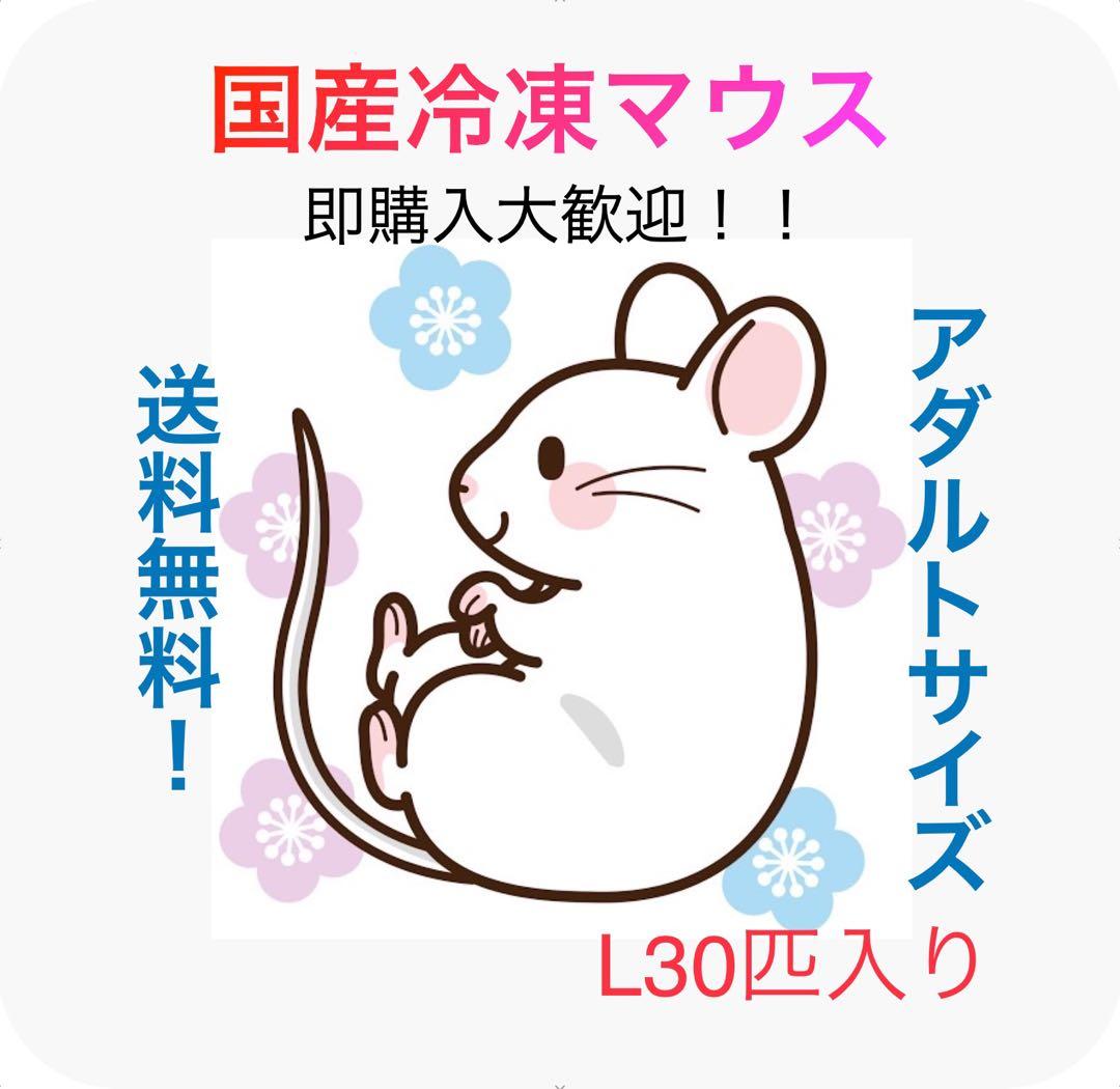 【即購入OK！】国産冷凍マウスアダルトL30匹入@地域限定