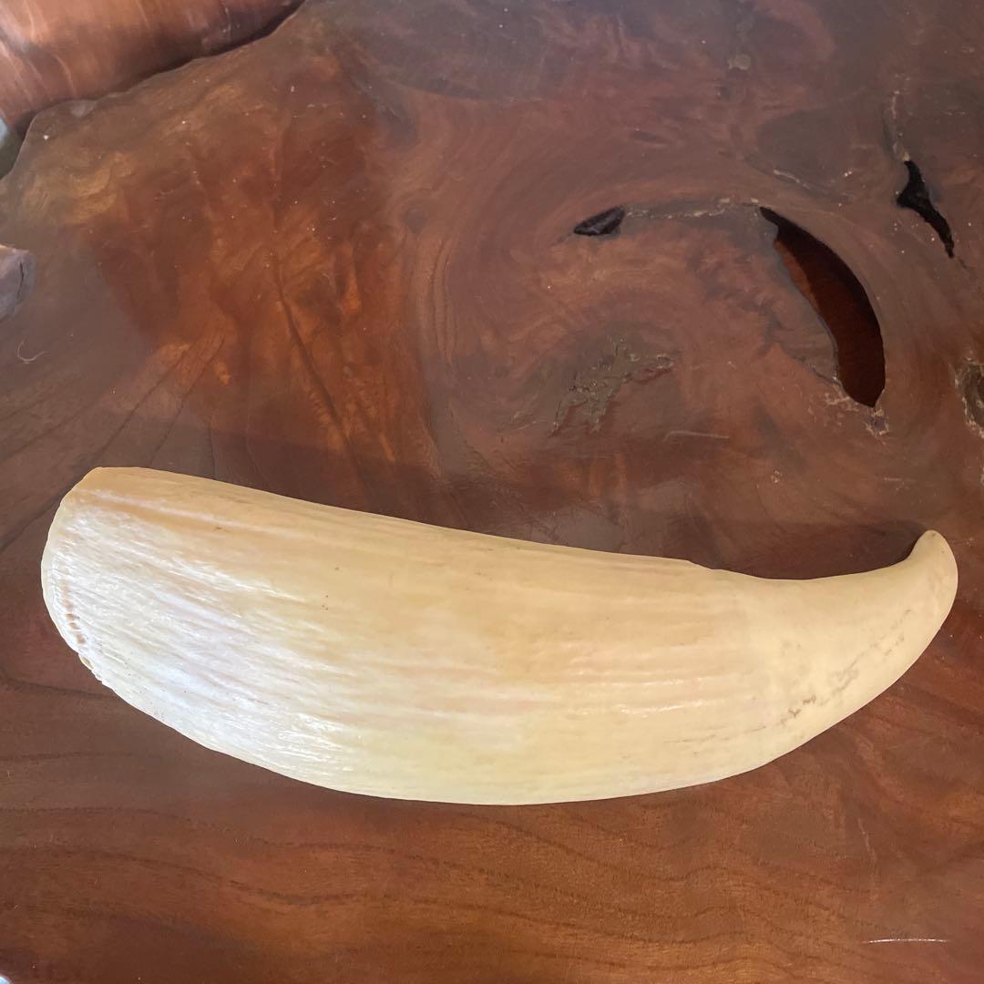 鯨の歯 約20cm 約440g クジラの歯