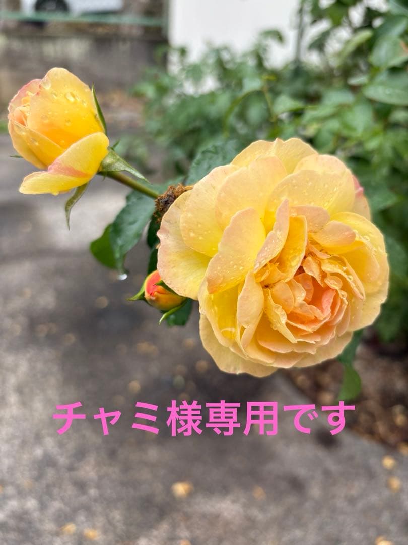 チャミです