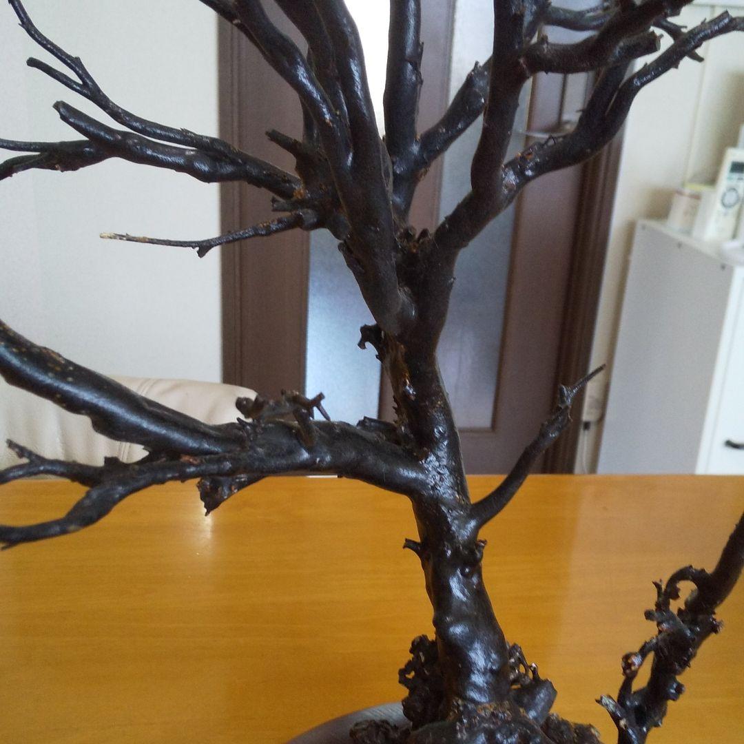 美品 未使用 貴重 海松 黒珊瑚 原木 周囲約10センチ