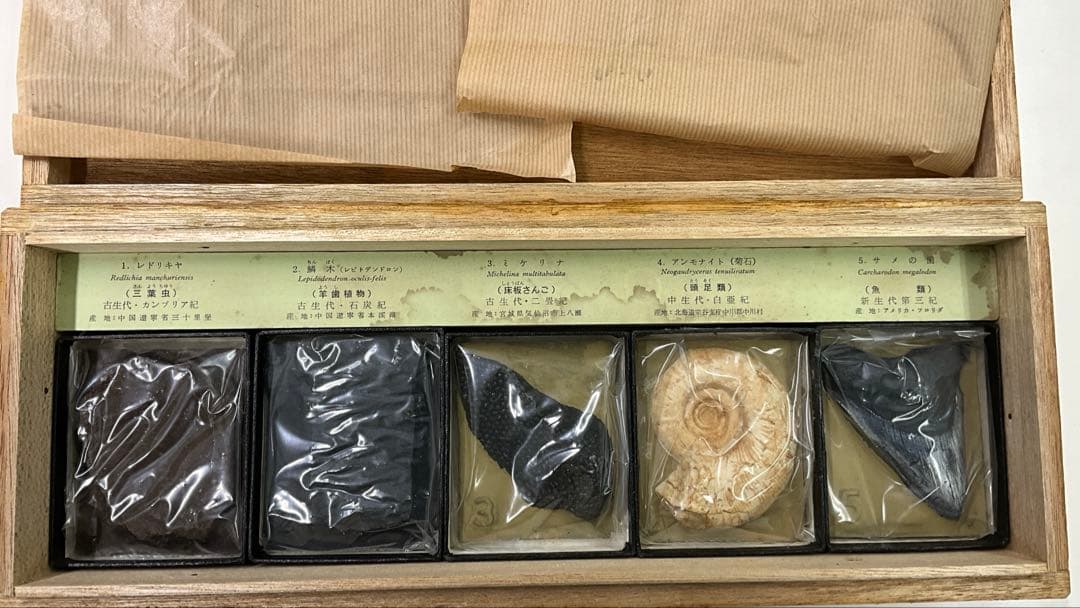 示準化石模型 5種セット 三葉虫 羊歯植物 床板さんご アンモナイトサメの歯