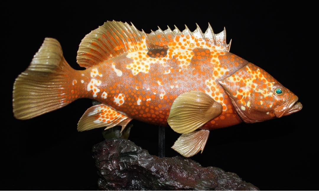 D*l様 キジハタ　フィギュア　魚寸30cm