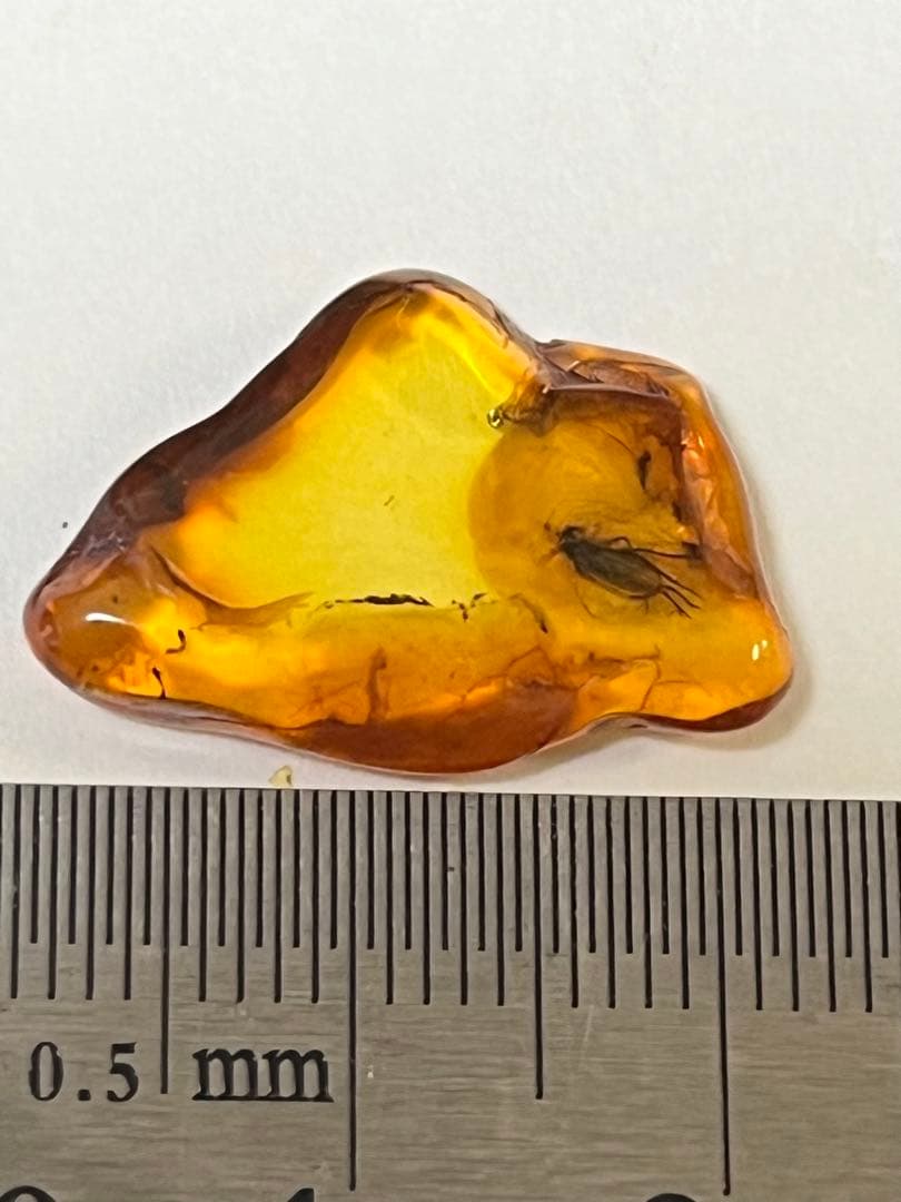 バルト海産　虫入り琥珀　12個セット　全て虫入り　本物保証　良いコンディション