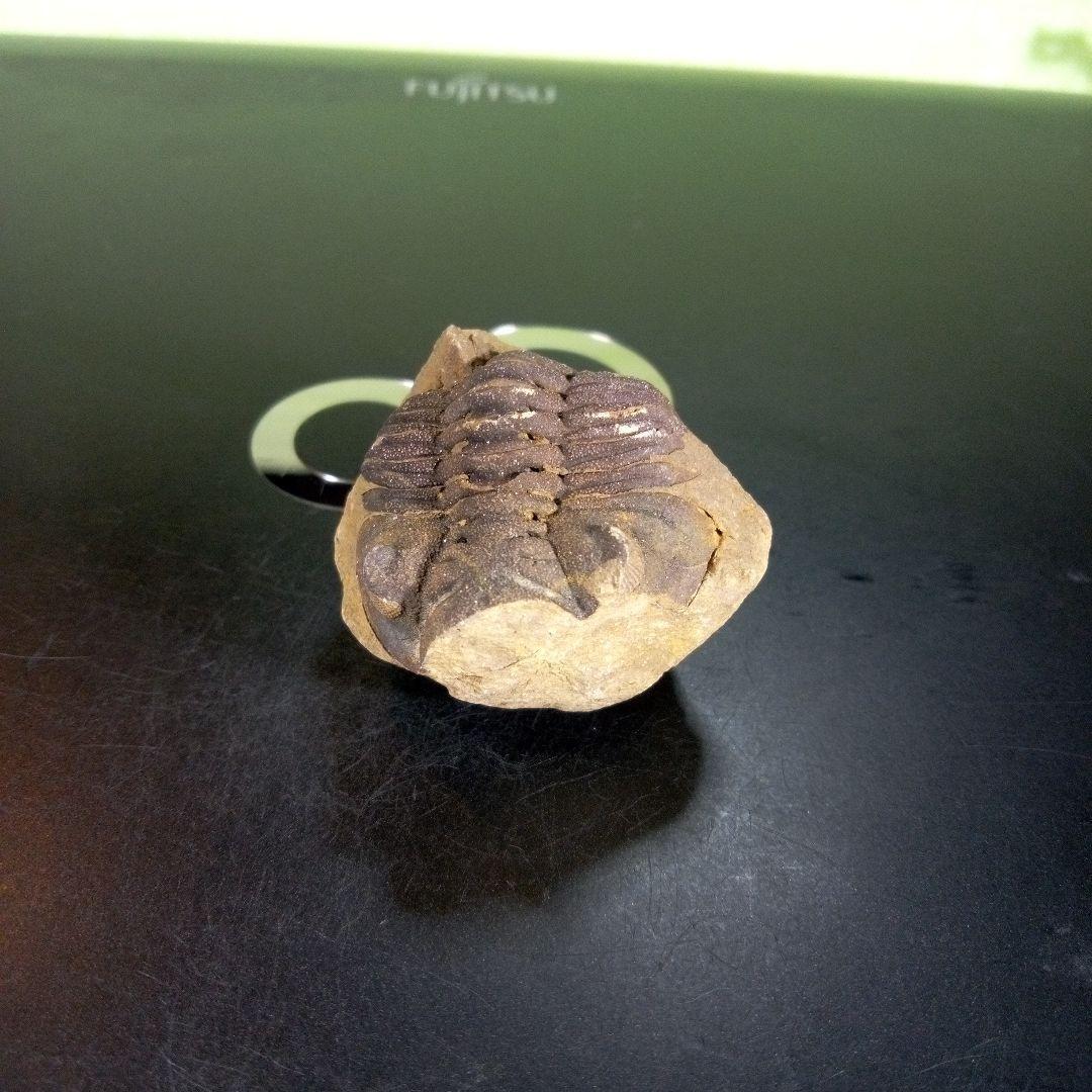三葉虫　化石　ボリビア産　南アメリカ　trilobite　Bolivia三葉虫⑤