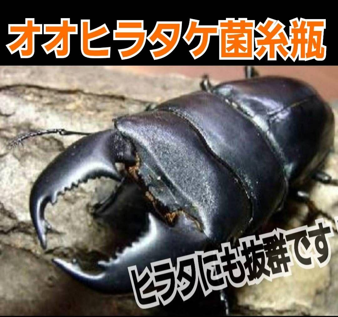 極上！オオヒラタケ菌糸瓶1100ml【8本】トレハロース、キトサン強化配合