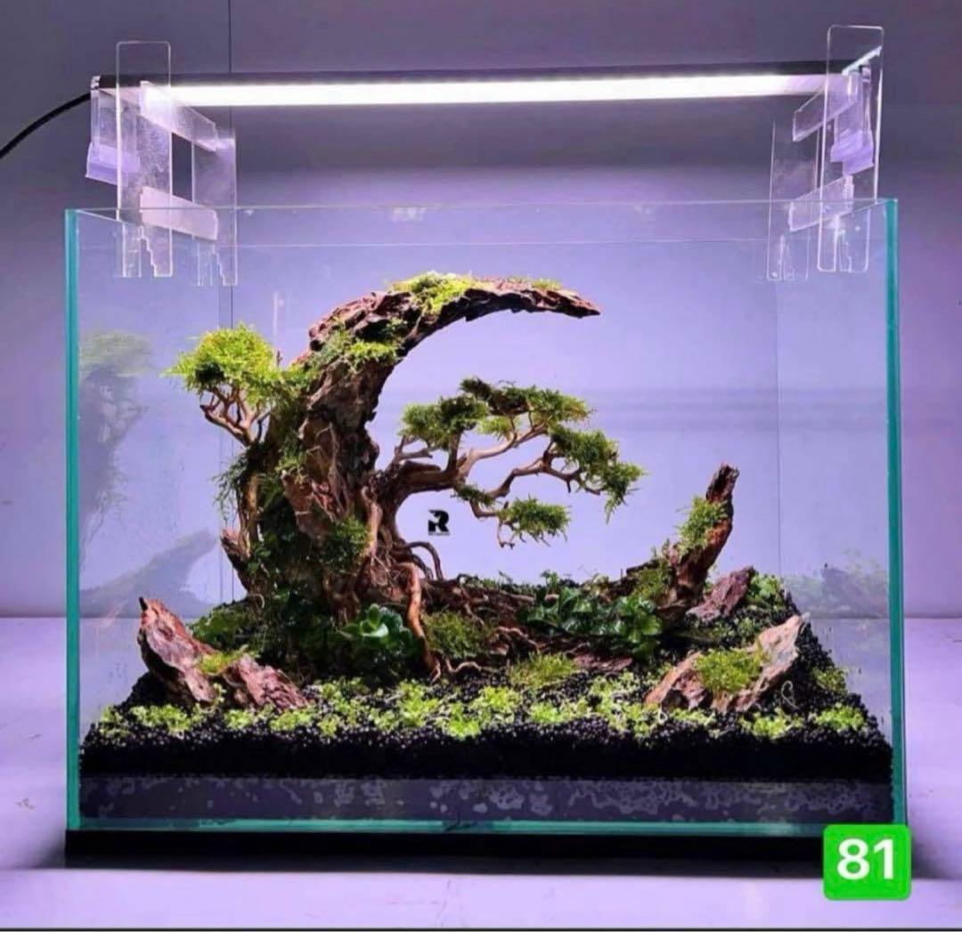 流木 ブランチウッド 流木アクアリウム　パルダリウム　マシンガンウッド 盆栽流木